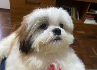 Varíola dos macacos: dono de cachorro infectado pela doença em Juiz de Fora relata sintomas e tratamento do animal