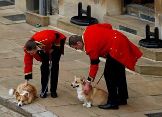 Preço dos corgis bate recorde após morte de Elizabeth II