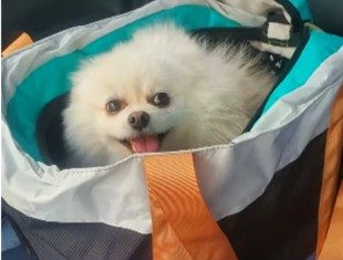 Cães intoxicados: o que se sabe e o que falta esclarecer sobre investigação envolvendo petiscos