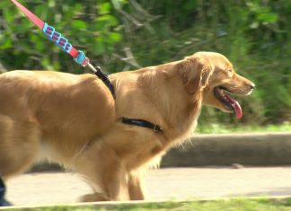 Veterinário tira dúvidas sobre riscos de dar restos de comida para animais de estimação