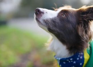 Cachorra ‘superdotada’? A border collie brasileira que sabe 200 palavras e virou estrela de pesquisa