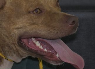 Saiba como cães da raça pit bull devem ser criados; lei estadual restringe a criação dos animais