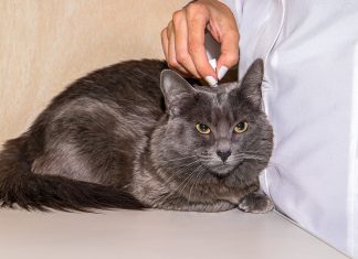 Planos de Saúde são aliados para garantir mais qualidade de vida para os pets.