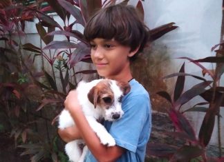Cães de ‘Ainda estou aqui’ ganham prêmio pelo papel de Pimpão, o pet da família Paiva