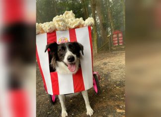 Vestida de carrinho de pipoca, cachorra com paralisia ganha ‘cãocurso’ de fantasias em creche de SC; VÍDEO