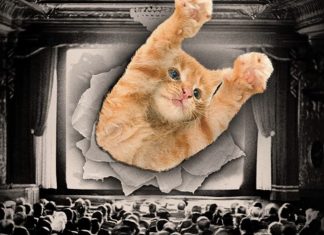 GatoFest estreia em SP com festival que reúne vídeos fofos de gatinhos, cinema ao ar livre, palestras e DJs; veja programação