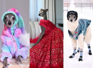 Morre Tika the Iggy, cachorrinha de looks estilosos que foi chamada de “It girl da moda” pela Vogue e conquistou mais de 4 milhões de seguidores