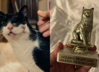 Gata do filme ‘O Agente Secreto’ ganha prêmio ‘Golden Beast’ em festival de cinema nos EUA
