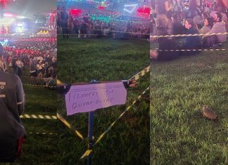 Família de quero-queros ganha ‘área vip’ no Lollapalooza e até bombeiro como vigia