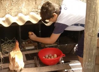 Menino de 11 anos vira exemplo de empreendedorismo com produção de ovos em Palmas