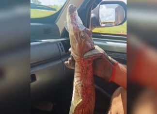 Filhote de jacaré é encontrado dentro de escola no Tocantins; VÍDEO