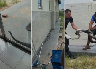 Sucuri chama atenção e é resgatada ao tentar entrar em UPA no Tocantins