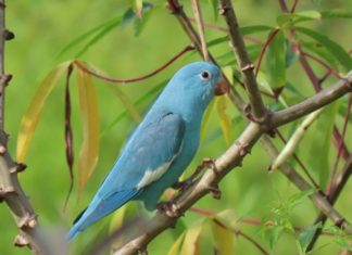 Servidora do Ibama descobre periquito azul no Tocantins