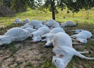 Gado morre após descarga elétrica em fazenda; vídeo