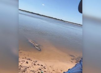 Pescador oferece peixe e interage com jacaré gigante TO: ‘Joãozinho, vem cá’