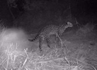 Ciclista que faz trilhas e monitora animais com câmeras no cerrado viraliza com vídeos noturnos