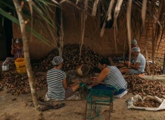 Quebradeiras de coco babaçu do TO comemoram reconhecimento da atividade como manifestação cultural