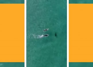 Drone registra banhistas nadando com tubarões sem saber