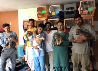 ONGs que cuidam de animais de rua no Afeganistão tentam tirar cães e gatos do país antes do prazo de 31 de agosto