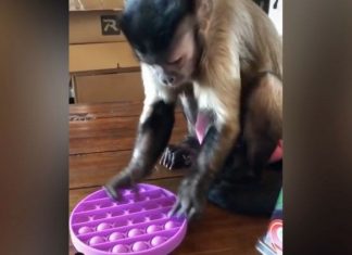 Pop-it: como macaco lançou febre do brinquedo que alivia stress