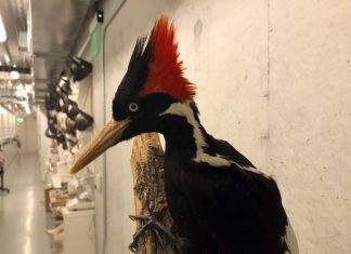 EUA irão declarar extinção do Pica-Pau do desenho animado e outras espécies