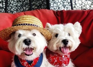‘Dogfluencers’: cães de Singapura são tendência no Instagram