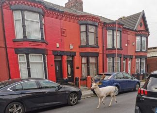 VÍDEO: Polícia mata raro veado branco que corria em disparada por cidade inglesa