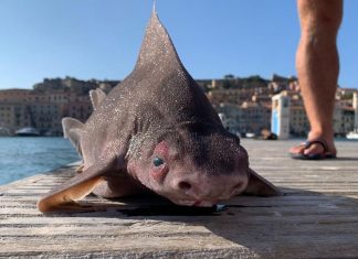 Tubarão com ‘cara de porco’ é encontrado no Mar Mediterrâneo