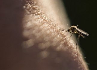 Em decisão histórica, OMS libera vacinação ampla contra malária em regiões com alta transmissão
