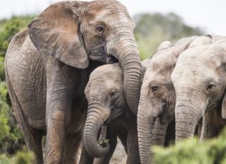 Por que elefantes africanos estão nascendo sem presas