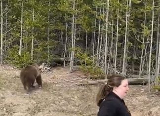 Mulher é condenada à prisão após ser gravada com ursos em parque dos EUA; veja vídeo