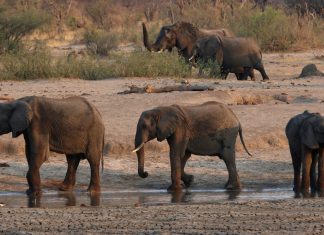 Turista de 71 anos morre pisoteado por um elefante no Zimbábue