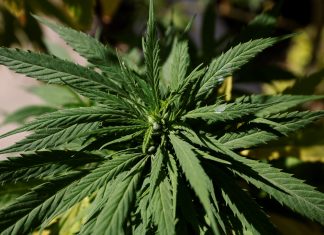 Cultivo ilegal de maconha faz condado nos EUA declarar estado de emergência