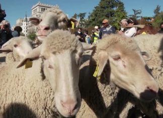 Ovelhas invadem o centro da capital da Espanha