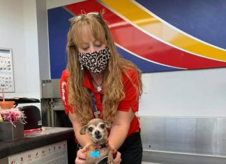Alertado sobre excesso de bagagem, casal descobre chihuahua ‘clandestina’ em mala