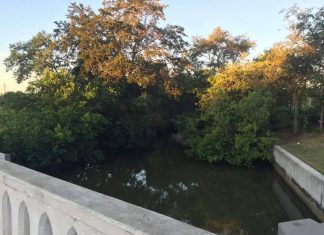 Mulher é atacada por jacaré após cair em canal na Flórida