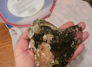 Marinheiro encontra dente de megalodonte de 15 cm na Flórida