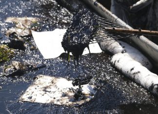 Vazamento jogou 474 mil litros de petróleo na costa da Califórnia, estimam autoridades