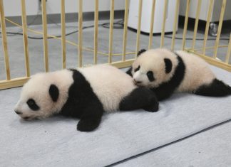 Filhotes gêmeos de panda nascidos no Japão ganham nomes