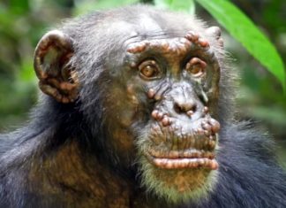 Hanseníase é verificada pela 1ª vez em chimpanzés selvagens, aponta pesquisa publicada na Nature