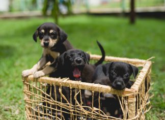 Cães e humanos podem ter habitado a América Central há 12 mil anos