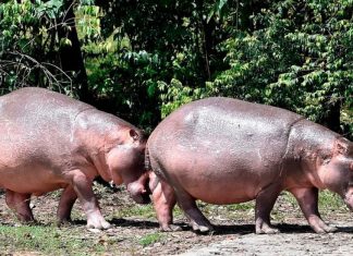 Colômbia esteriliza hipopótamos de Pablo Escobar para frear reprodução descontrolada