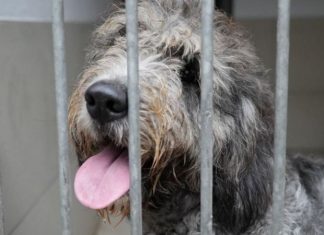 Covid-19: o grande abandono de cães comprados na pandemia