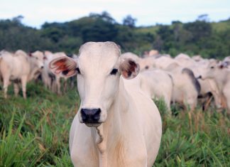 EUA debatem lei que pode barrar US$ 500 milhões em carne, couro e outros itens do Brasil
