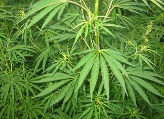 Luxemburgo libera cultivo e consumo de maconha