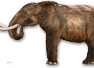 Criança de 6 anos descobre dente de mastodonte em parque dos EUA; veja vídeo