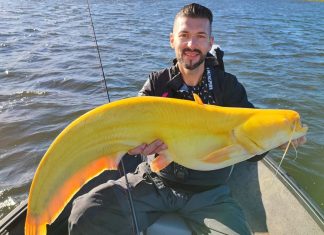 Pescador alemão captura raro bagre amarelo na Holanda