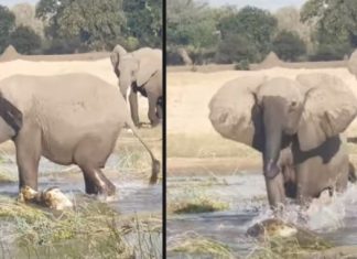 Elefanta pisoteia crocodilo para proteger filhote em parque na Zâmbia