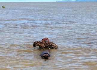 Onça no mar é resgatada na Colômbia