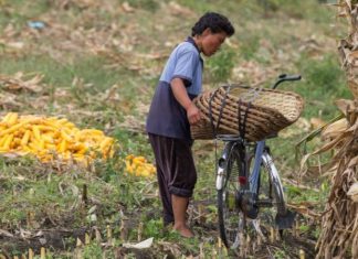 A nova onda de fome que ameaça Coreia do Norte com chegada do inverno